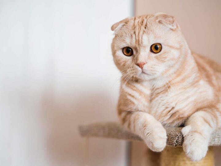 un scottish fold