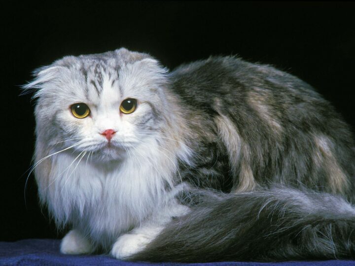 un scottish fold à poil long
