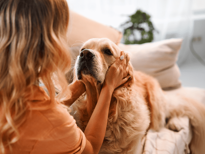 la séborrhée chez le chien