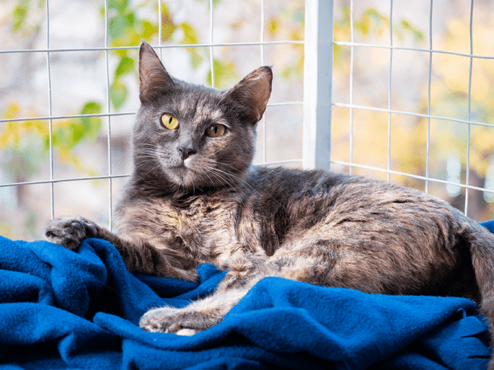 sécuriser le balcon pour son chat