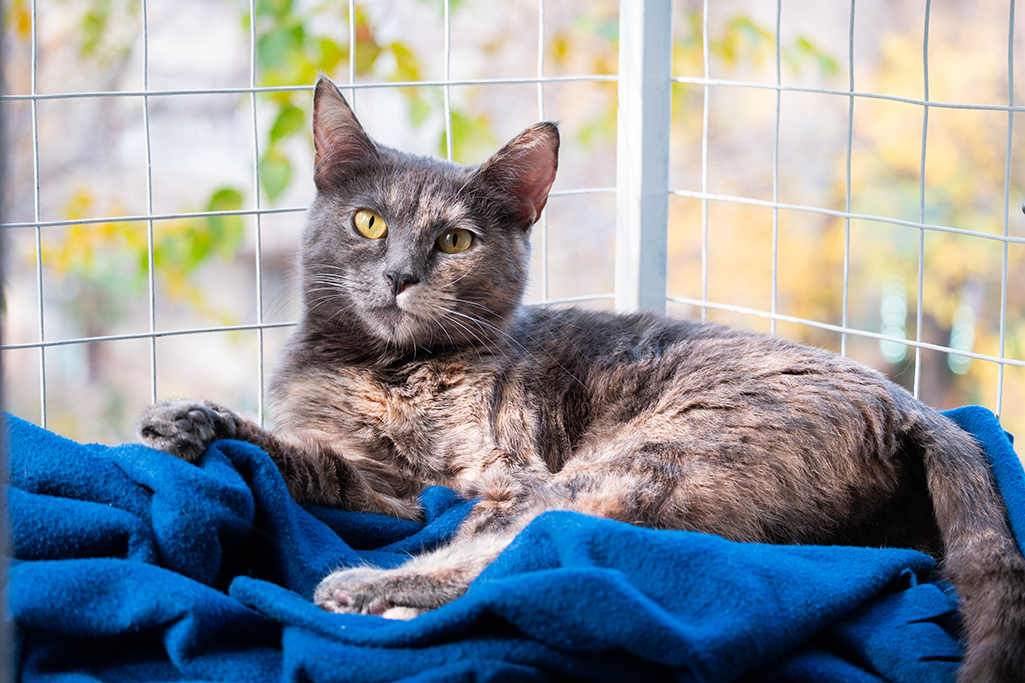 sécuriser le balcon pour son chat