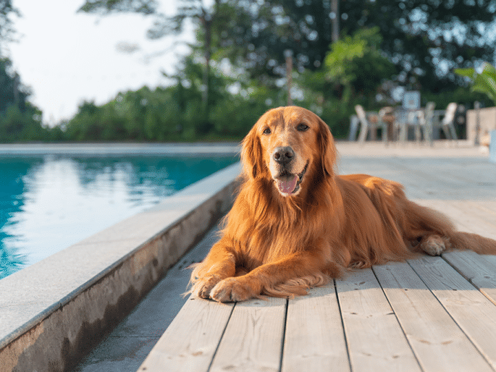 sécuriser la piscine du chien