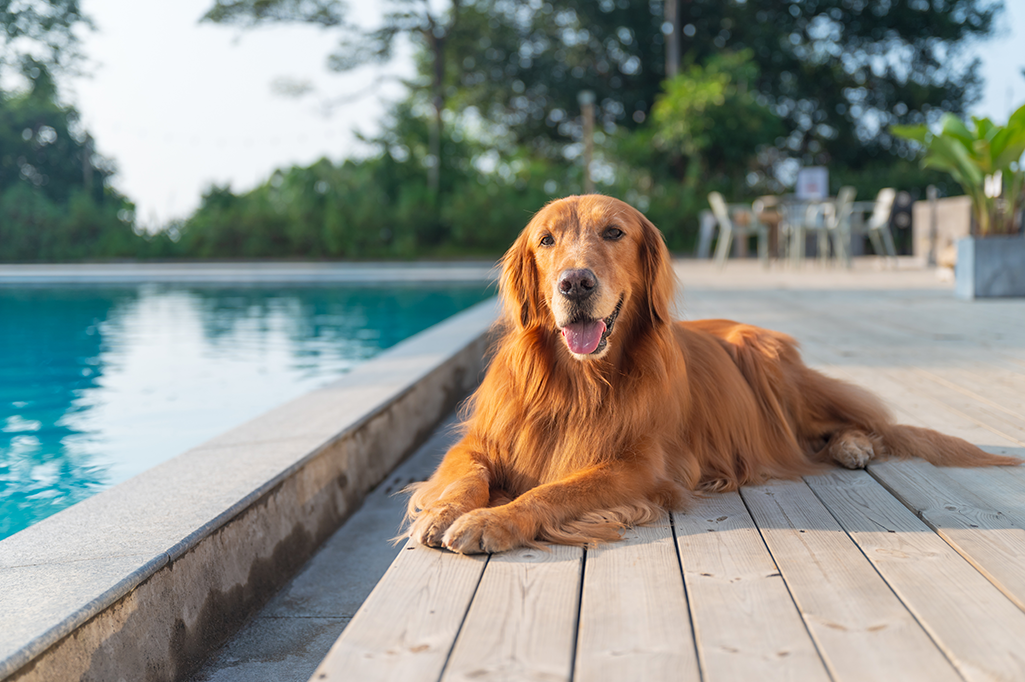sécuriser la piscine du chien
