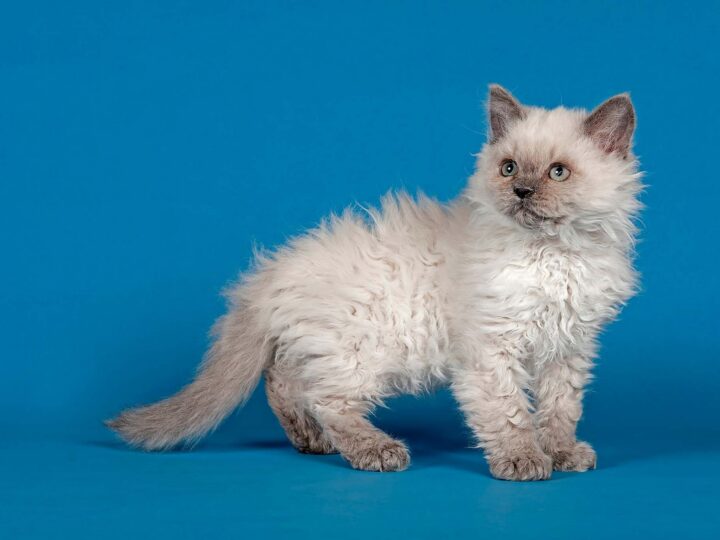 un chaton selkirk rex