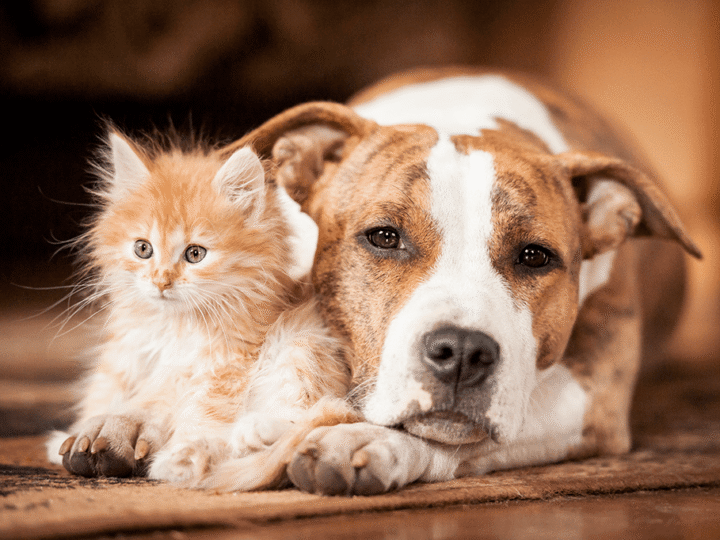 en cas de séparation ou de divorce, qui a la garde du chien ou du chat
