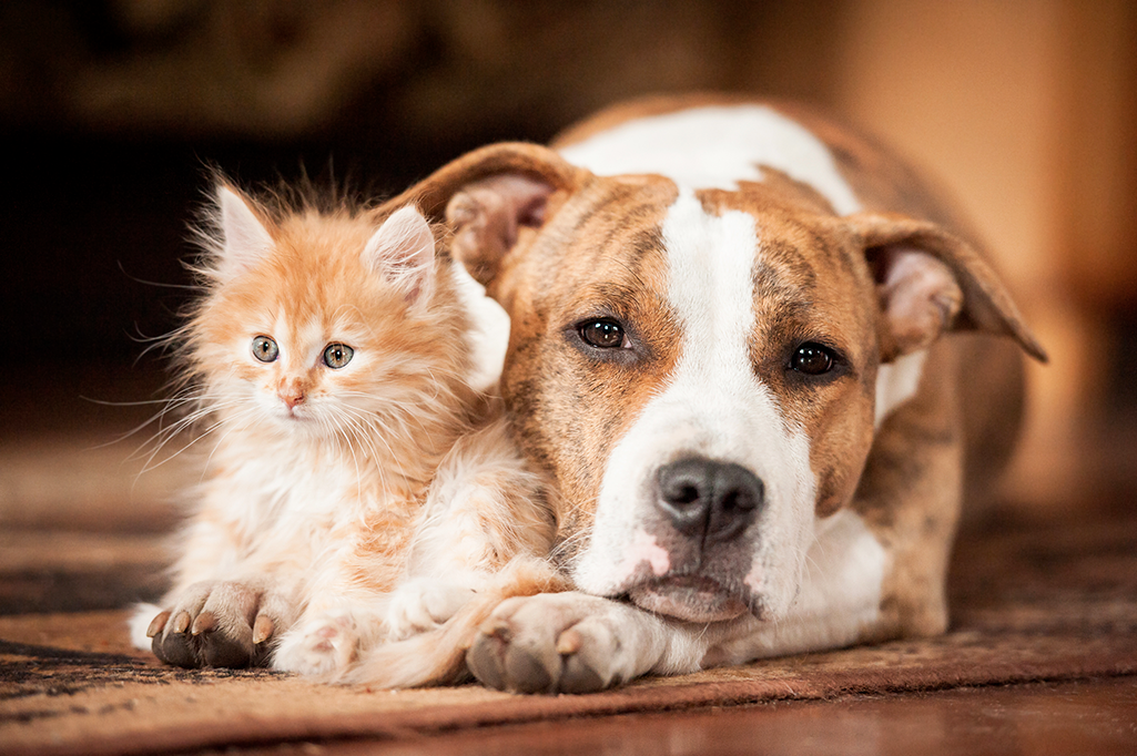 en cas de séparation ou de divorce, qui a la garde du chien ou du chat