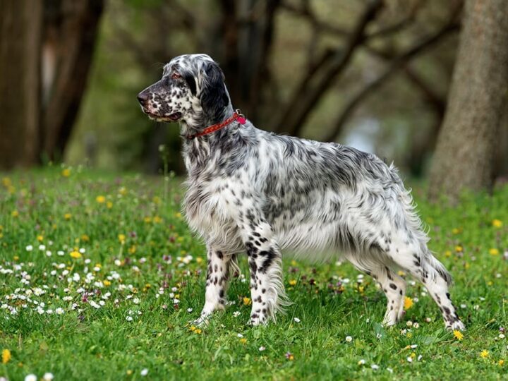 un chien setter anglais