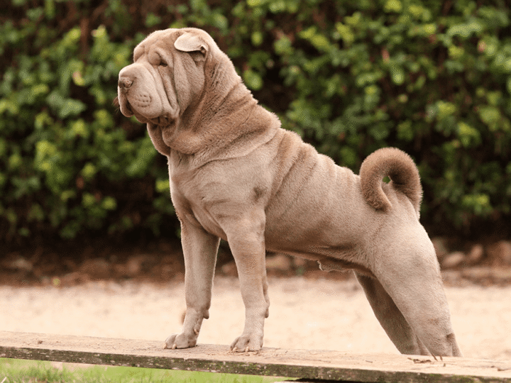 un shar pei