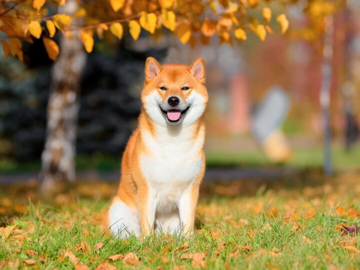 un chien shiba inu