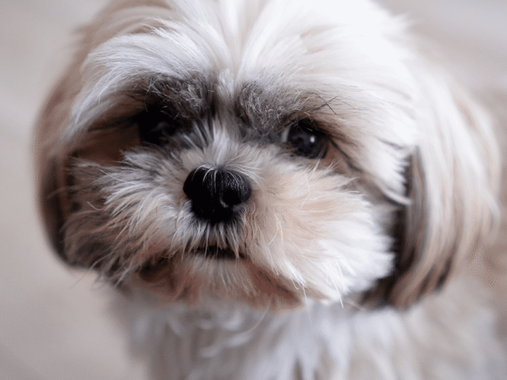 un chien shih tzu
