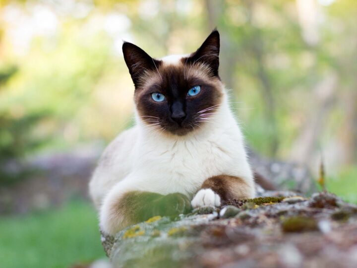 un chat siamois