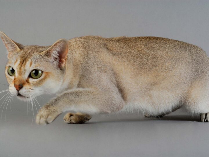 un singapura