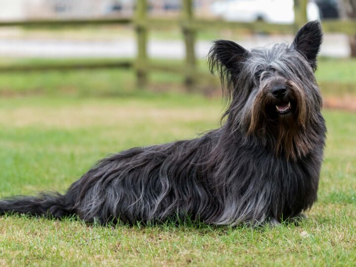 un skye terrier