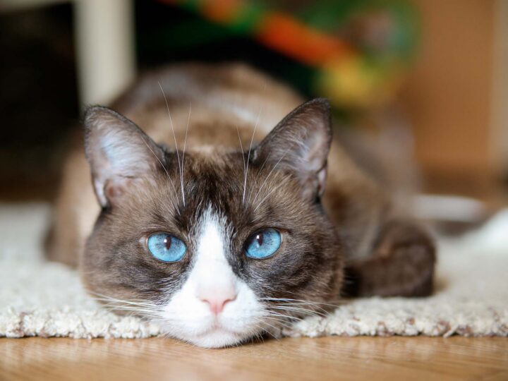 un chat snowshoe
