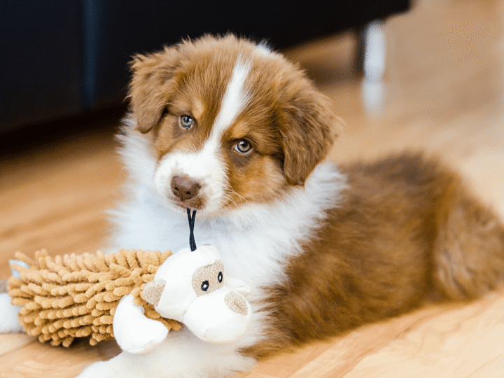 les soins d'un chiot