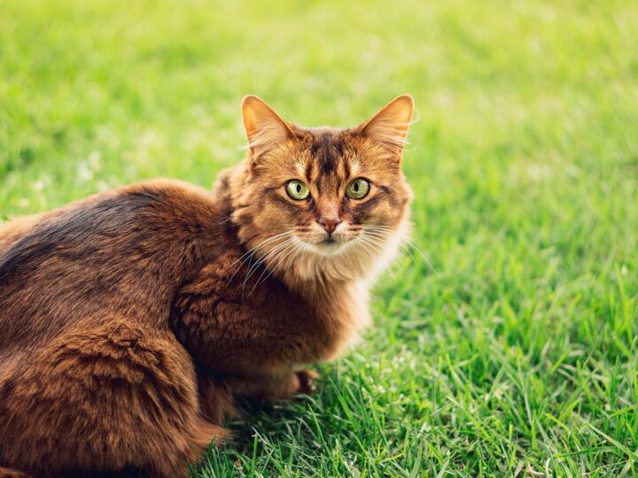 un chat somali