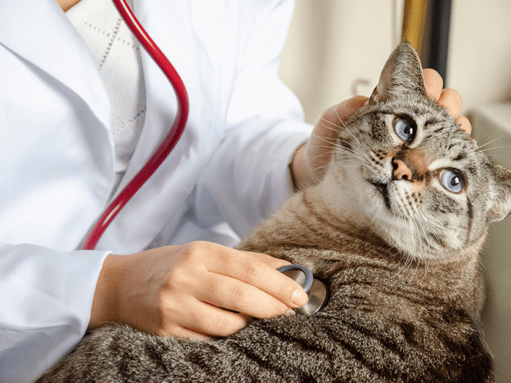 le souffle au cœur chez un chat