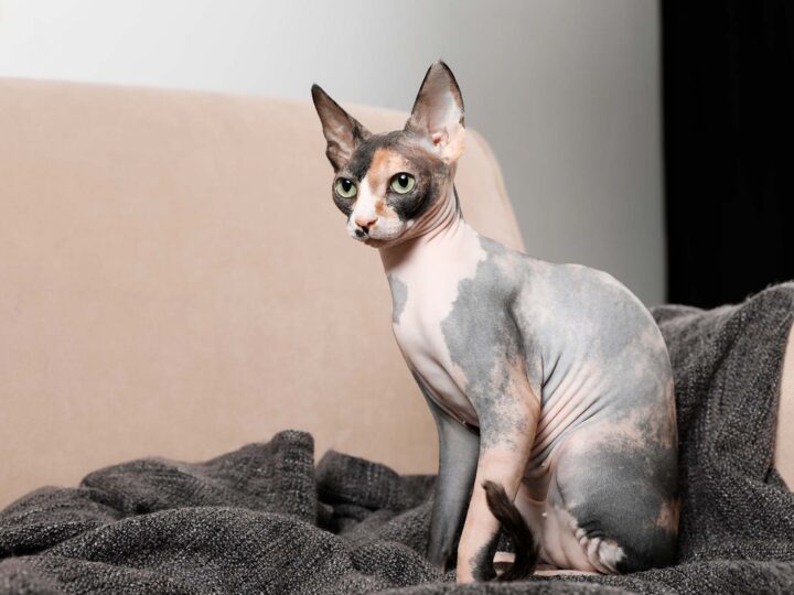 un chat sphynx