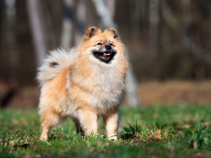 un chien spitz allemand