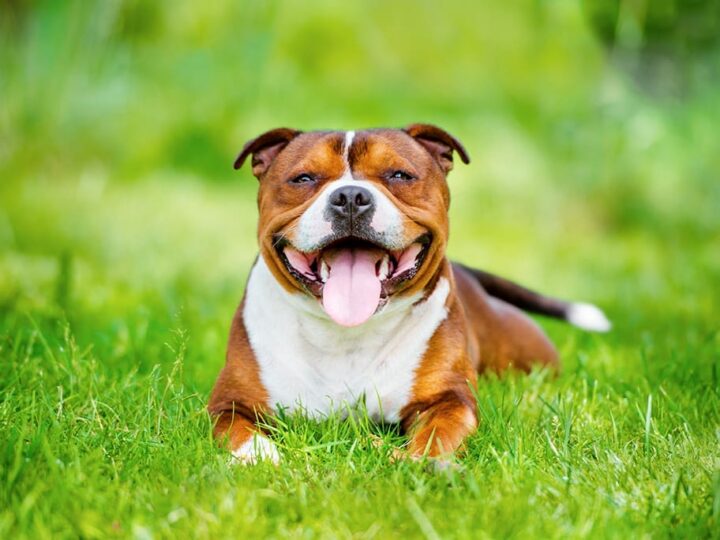 un chien staffordshire bull terrier