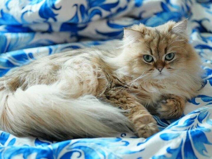 le syndrome brachycéphale chez le chat