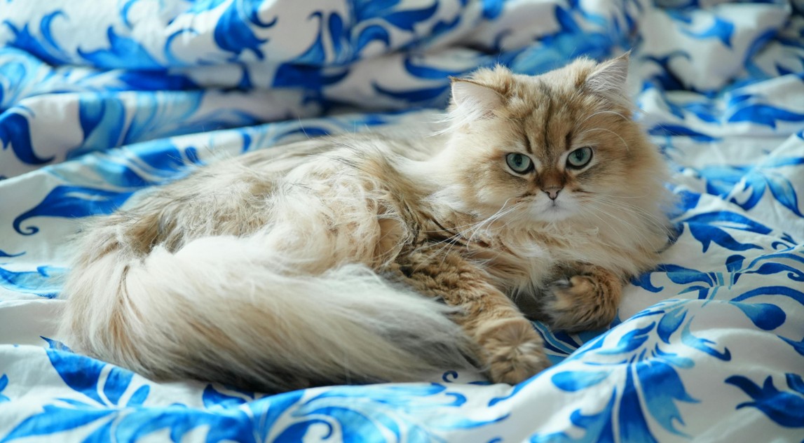 le syndrome brachycéphale chez le chat