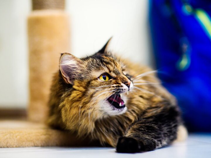 le syndrome du tigre chez le chat