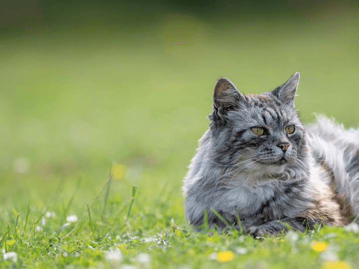 le syndrome d'hyperesthésie féline chez le chat