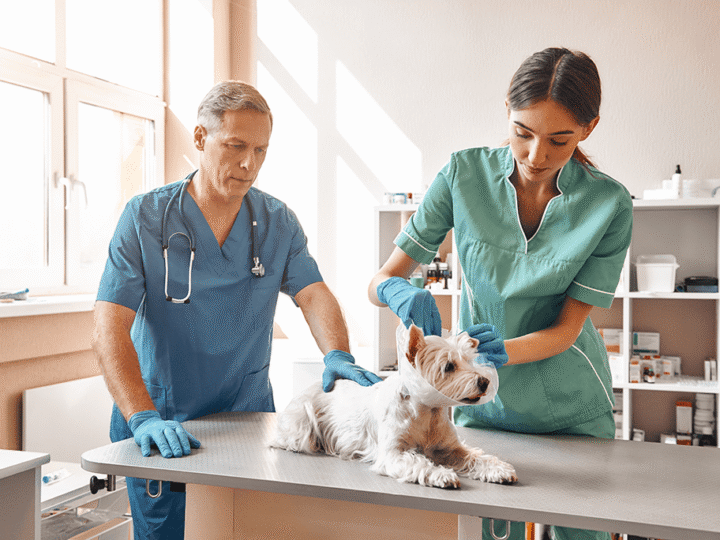 le syndrome de la queue de cheval chez le chien