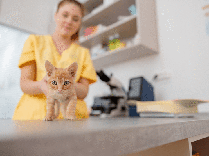 le syndrome urologique féline ou SUF
