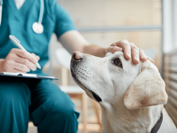 le syndrome vestibulaire chez le chien