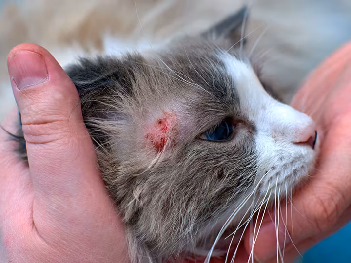 la teigne chez le chat