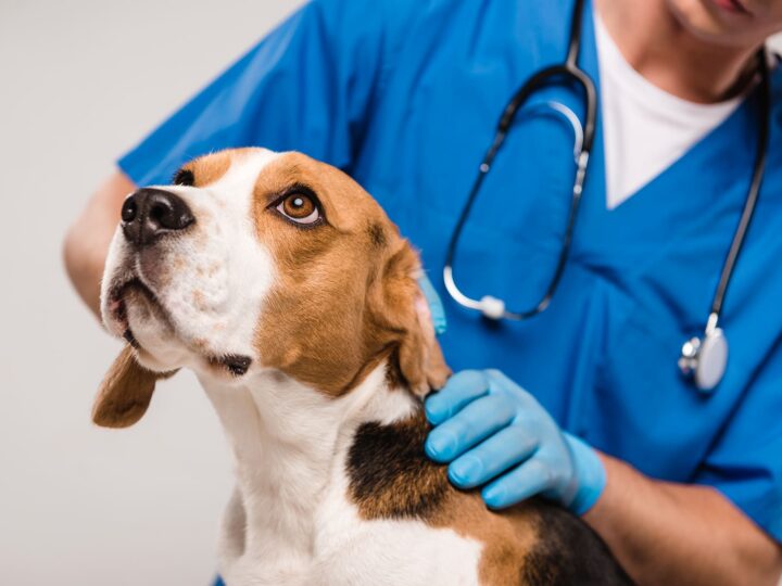 un chien qui a le tétanos