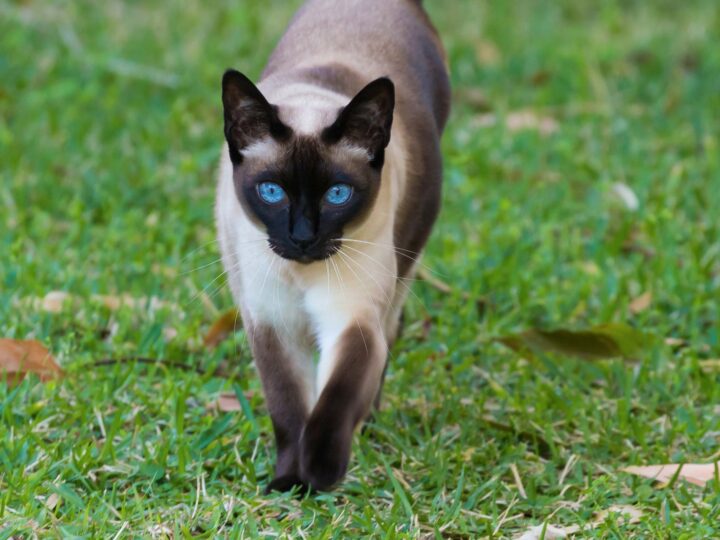 un tonkinois, un chat qui ressemble au siamois