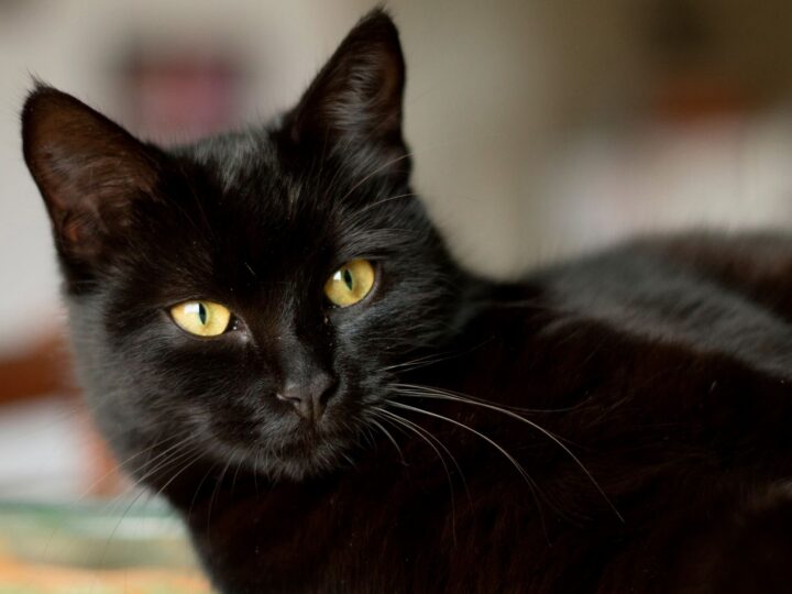 tout savoir sur le chat noir