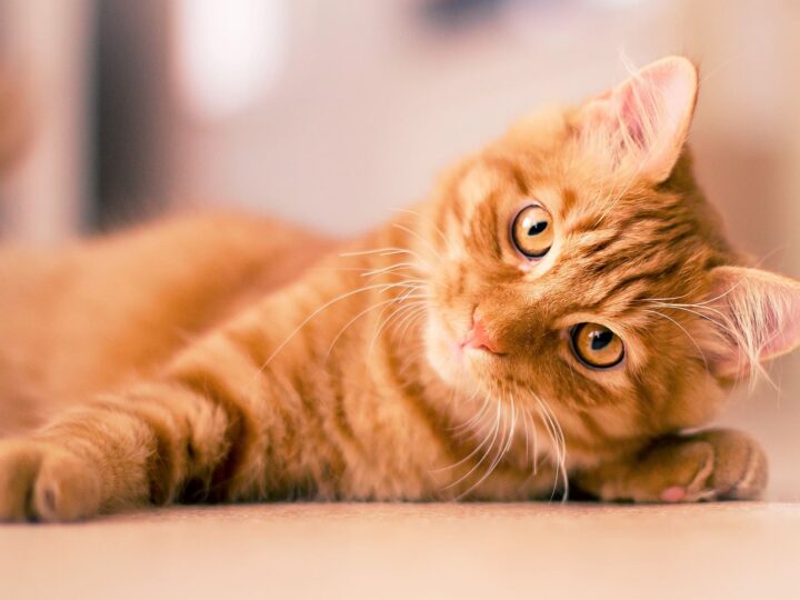 tout savoir sur les chats roux