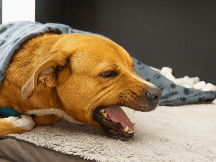 la toux du chenil chez le chien