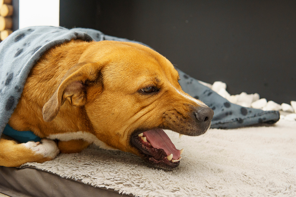 la toux du chenil chez le chien