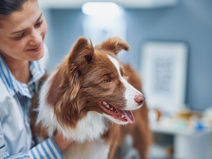 la toxoplasmose chez le chien