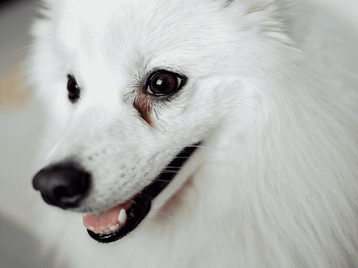 les traces brunes sous les yeux d'un chien