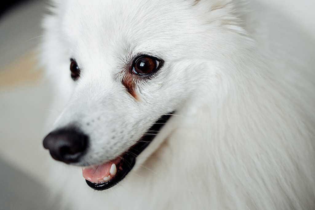 les traces brunes sous les yeux d'un chien
