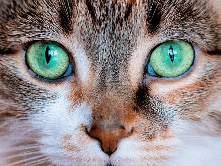 la troisième paupière chez un animal