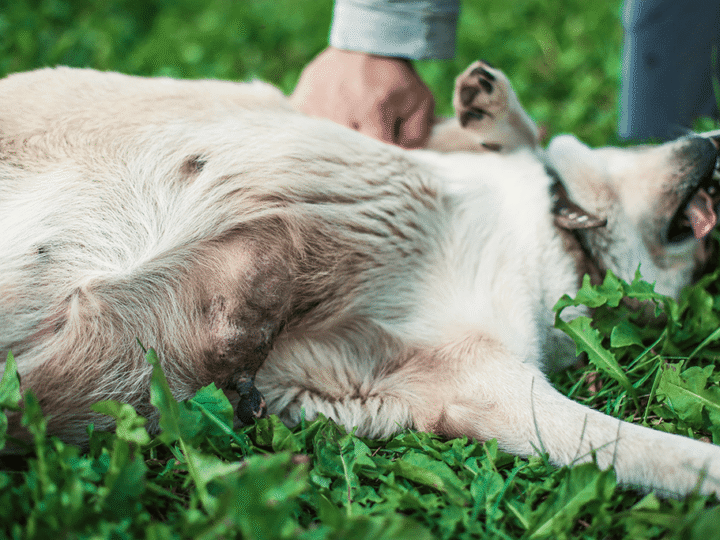 un chien ayant une tumeur mammaire