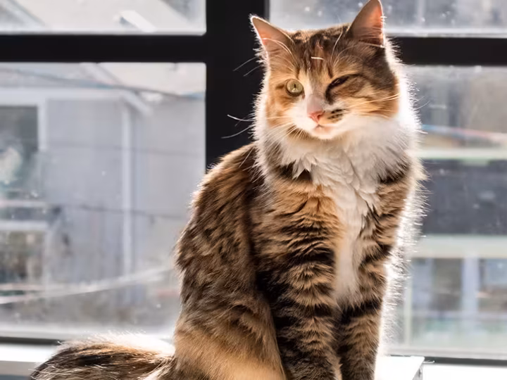 un ulcère cornéen chez le chat