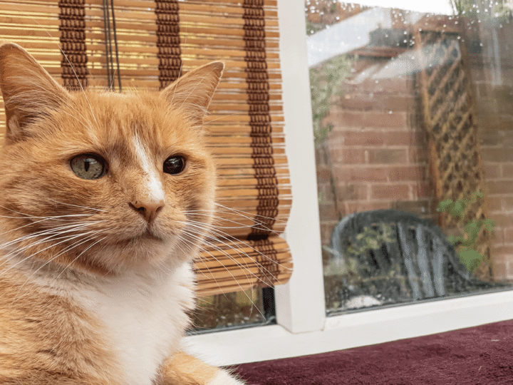 une uvéite chez le chat