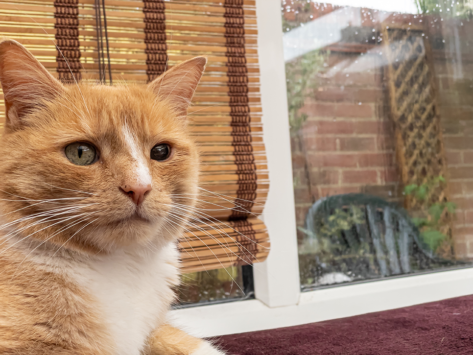 une uvéite chez le chat