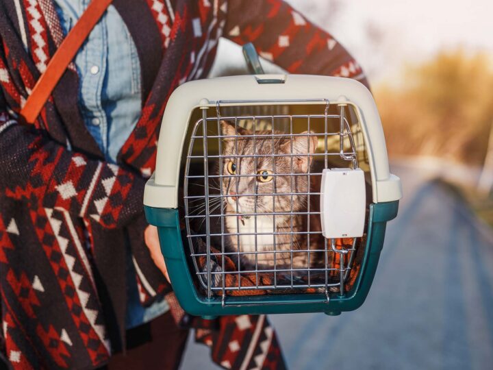 chat dans une caisse de transport pour les vacances