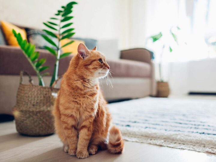 vacances que ressent le chat