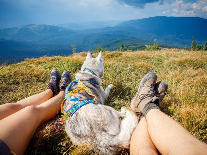 partir en vacances avec son chien à la montagne