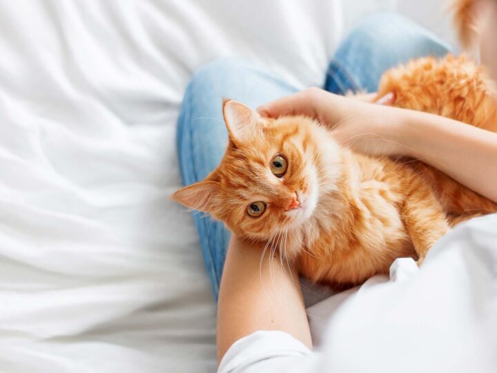 vacances sans son chat
